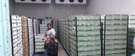 Packhouse practices for avocado