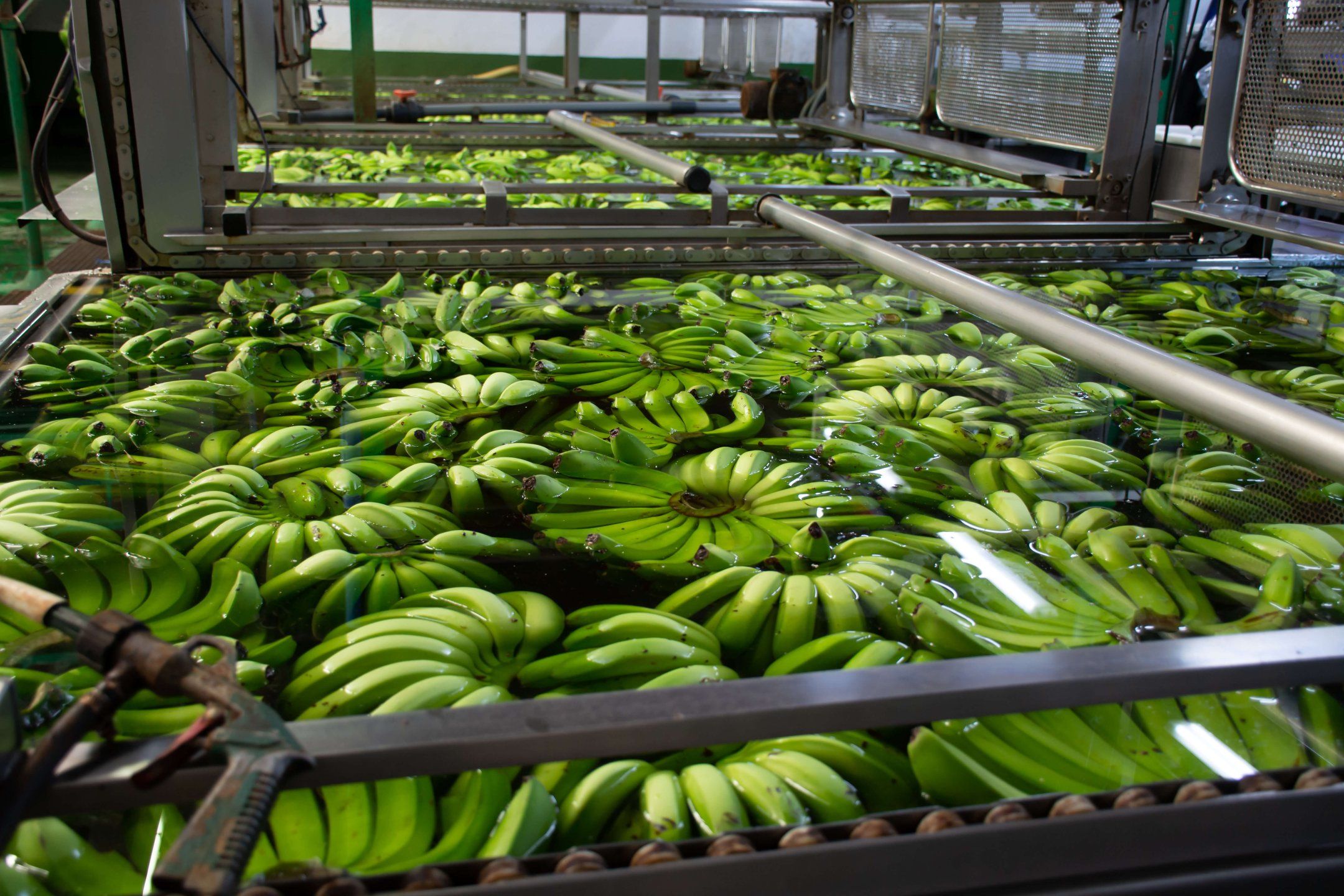 Packhouse practices for bananas