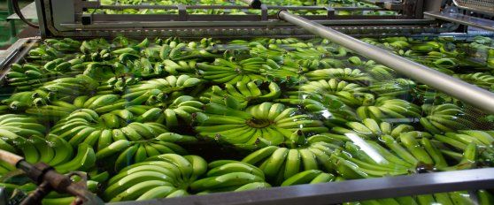 Packhouse practices for bananas