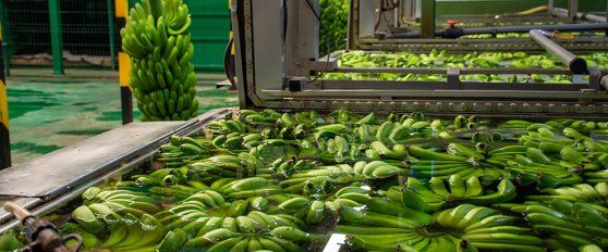 Packhouse practices for bananas