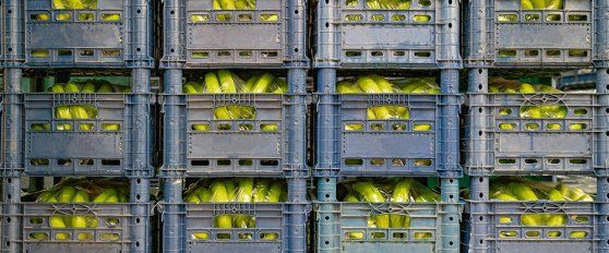 Packhouse practices for bananas