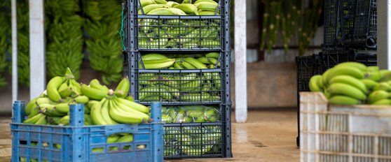 Packhouse practices for bananas