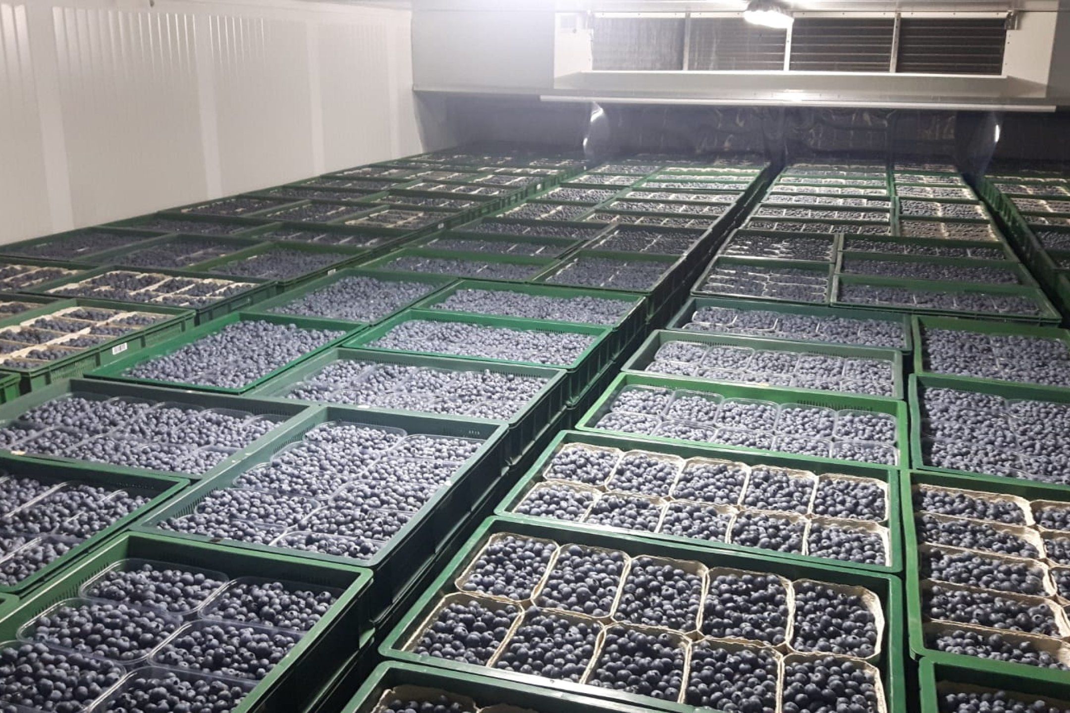 Packhouse practices for blueberries