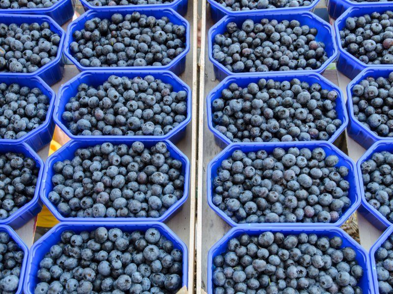 Packhouse practices for blueberries