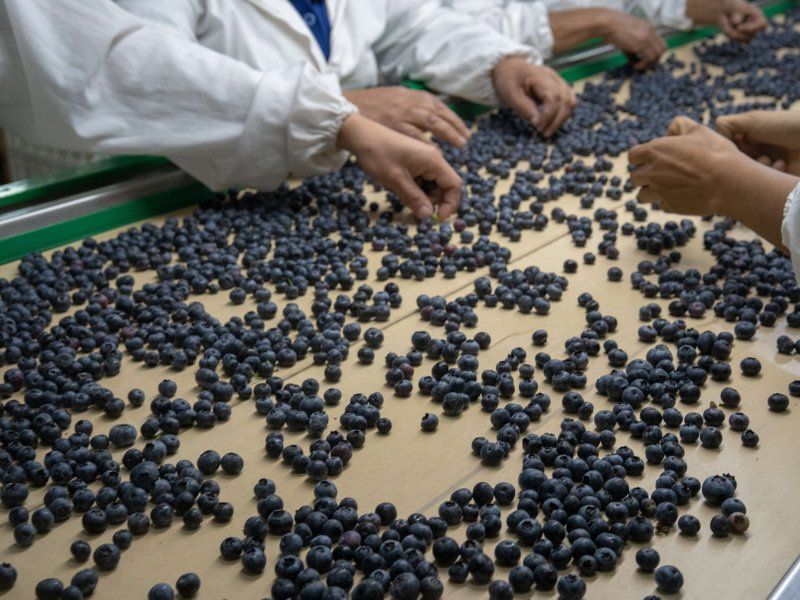 Packhouse practices for blueberries