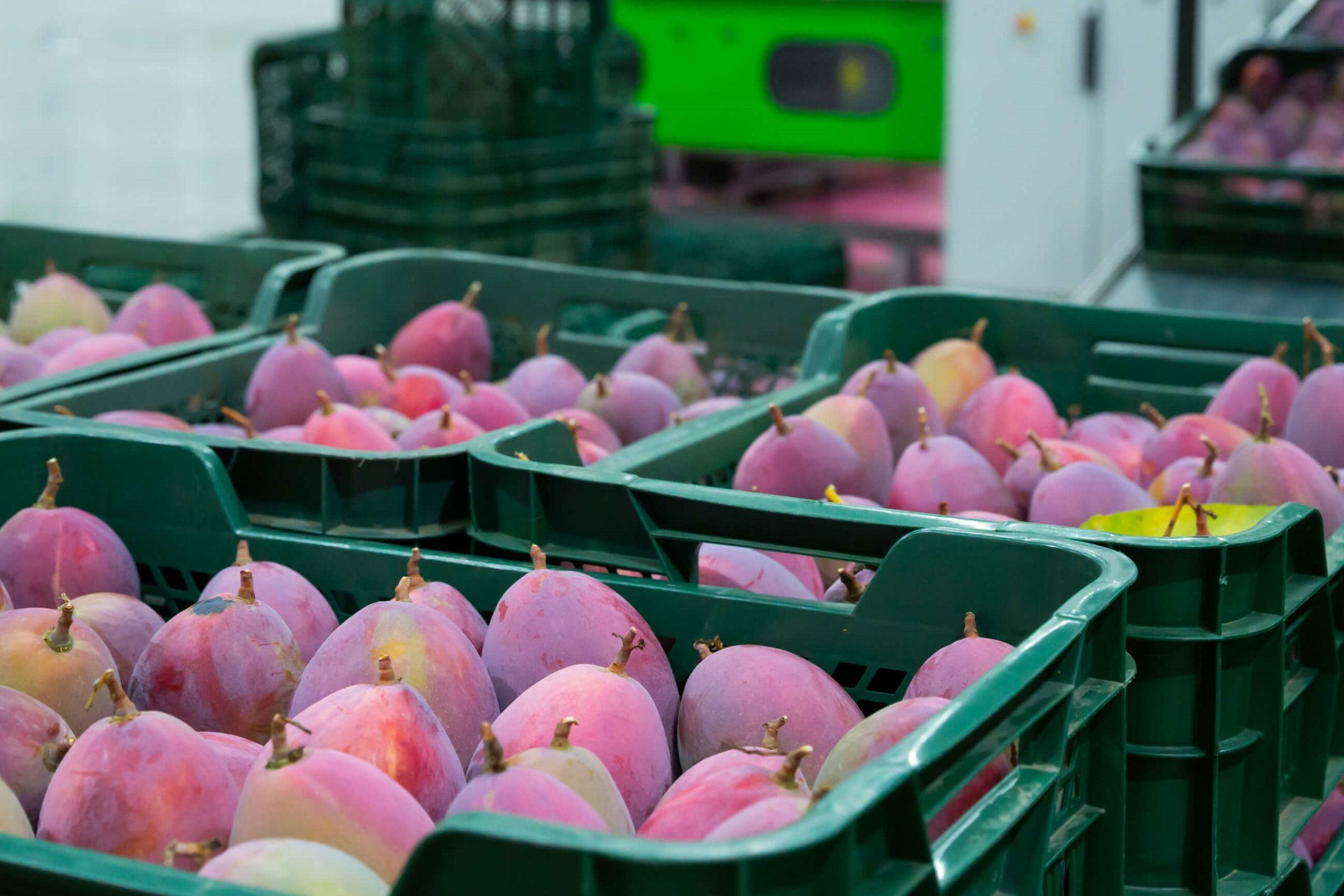 Packhouse practices for mango