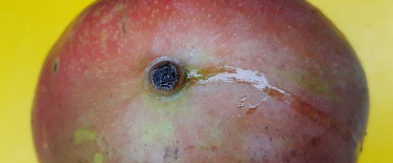 Packhouse practices for mango