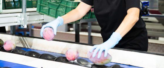 Packhouse practices for mango