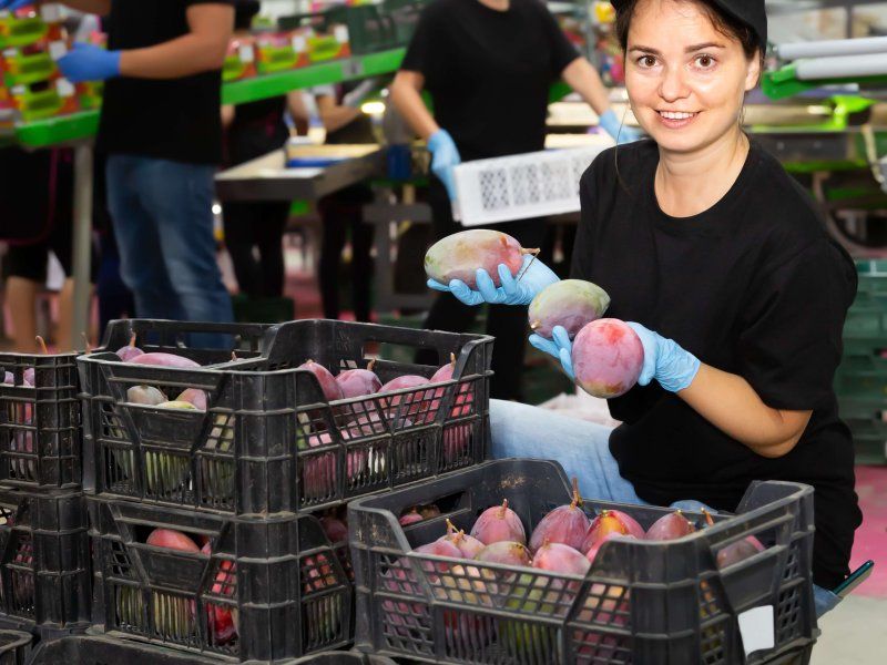 Packhouse practices for mango