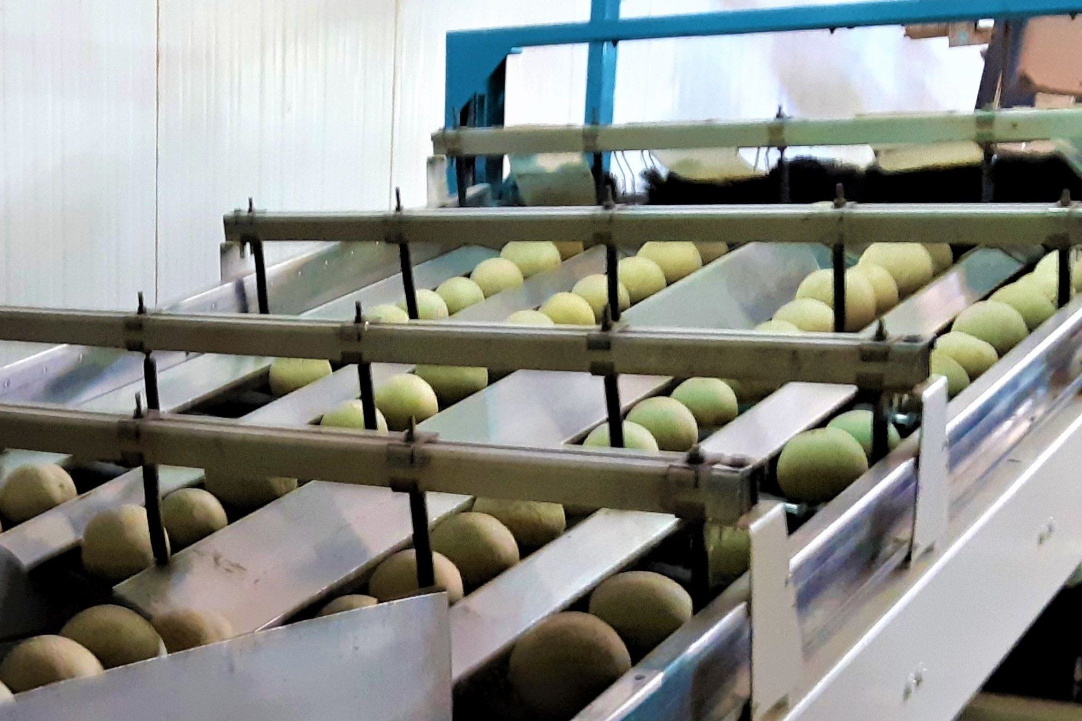 Packhouse practices for melon