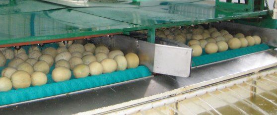 Packhouse practices for melon