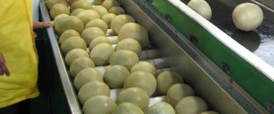 Packhouse practices for melon