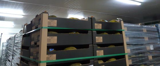 Packhouse practices for melon