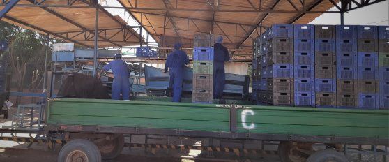 Packhouse practices for melon