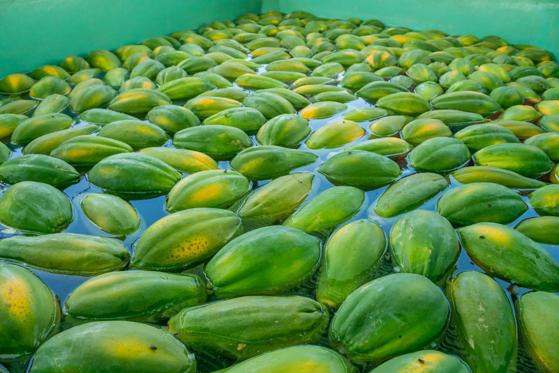 Packhouse practices for papaya