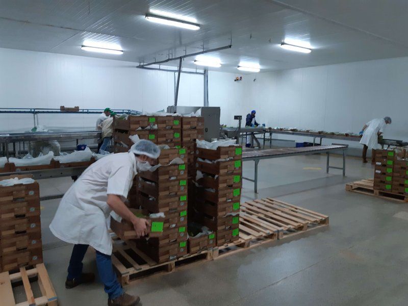 Packhouse practices for papaya