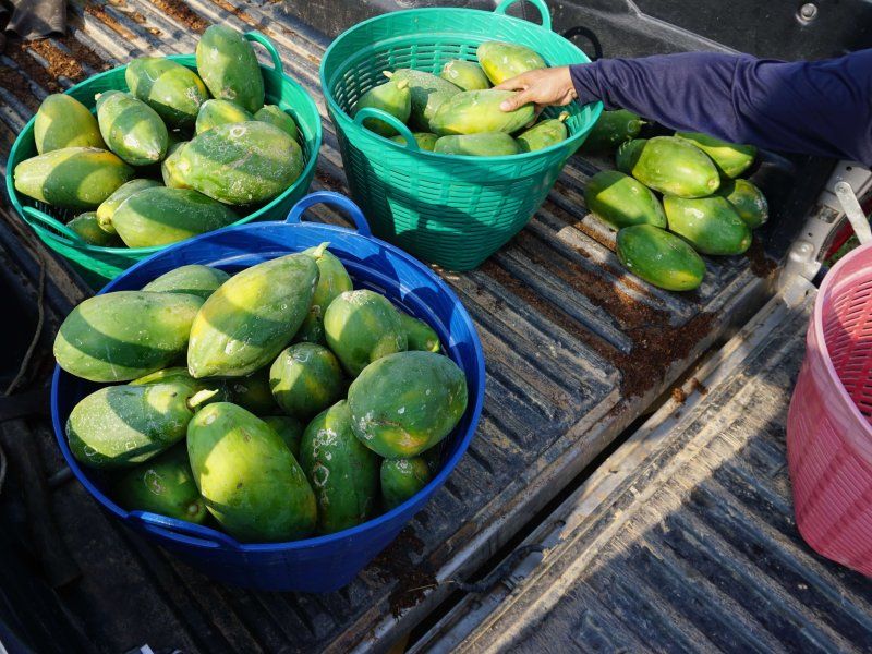 Packhouse practices for papaya
