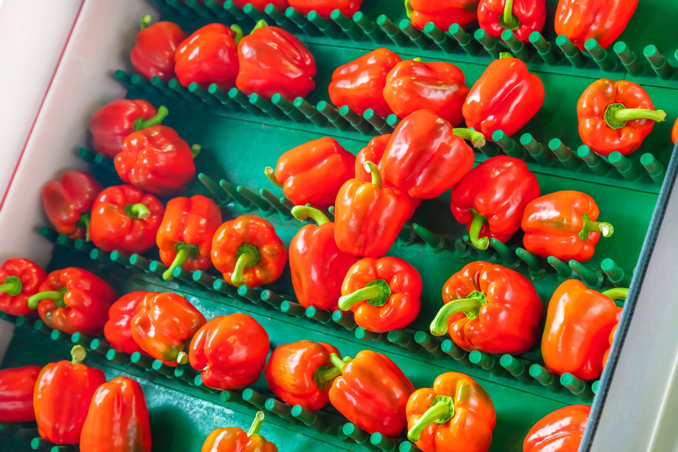 Packhouse practices for peppers