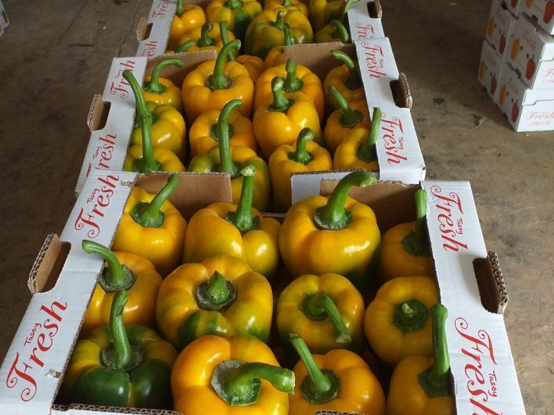 Packhouse practices for peppers