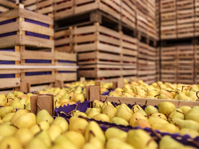 Packing and stacking of pears