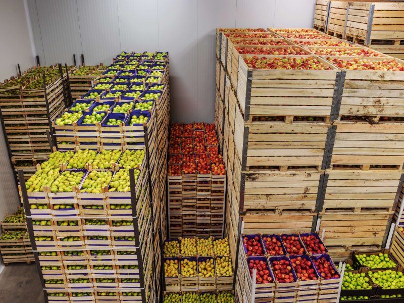 Packing and stacking of pears