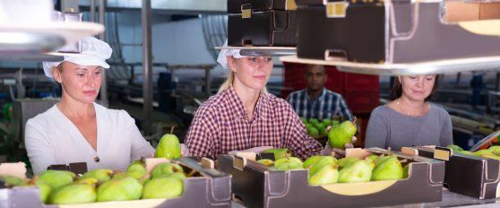 Packing and stacking of pears