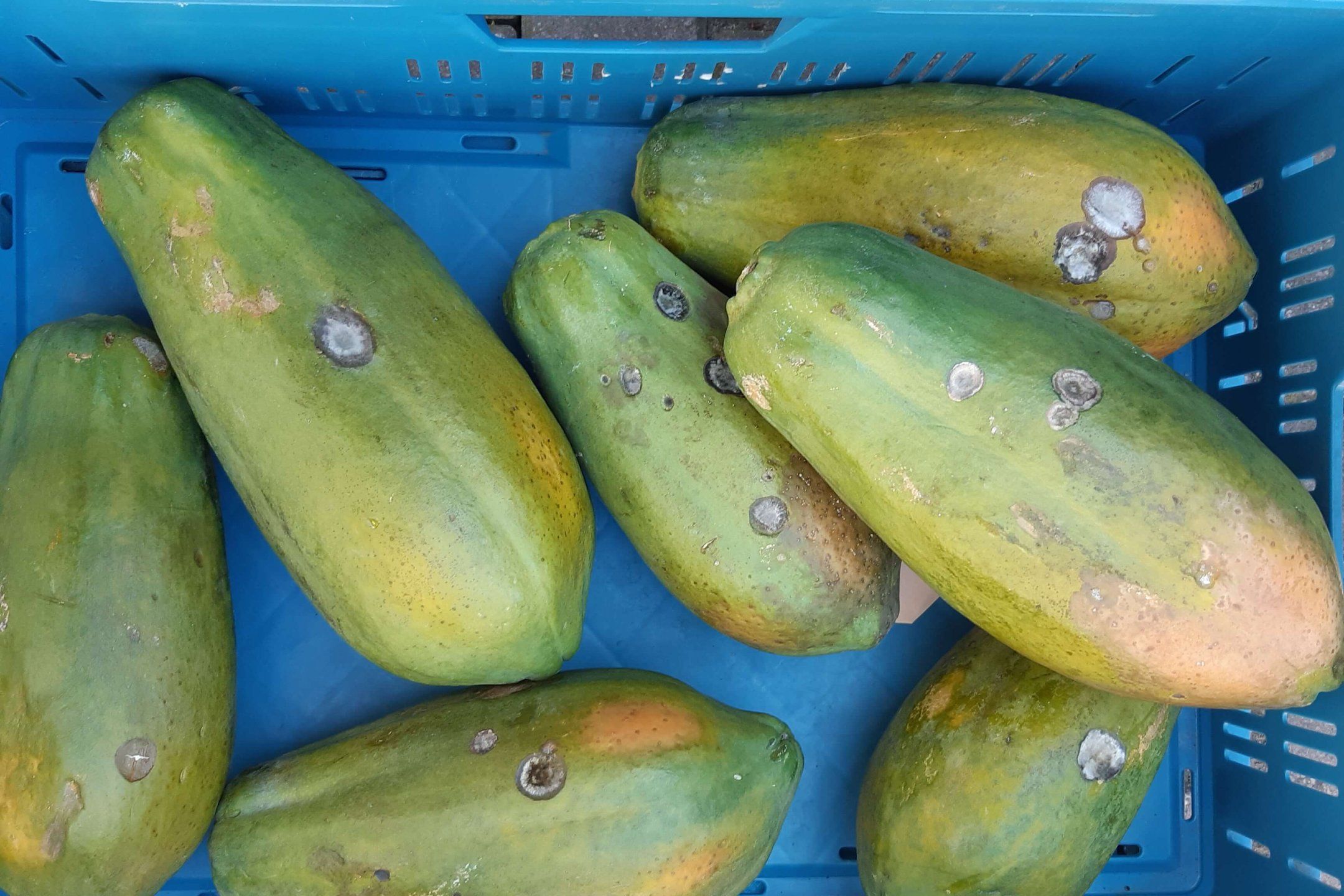 Papaya diseases and disorders