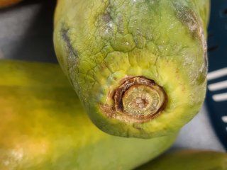 Papaya diseases and disorders