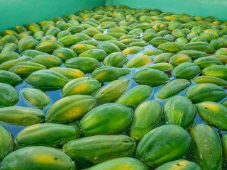 Papaya diseases and disorders