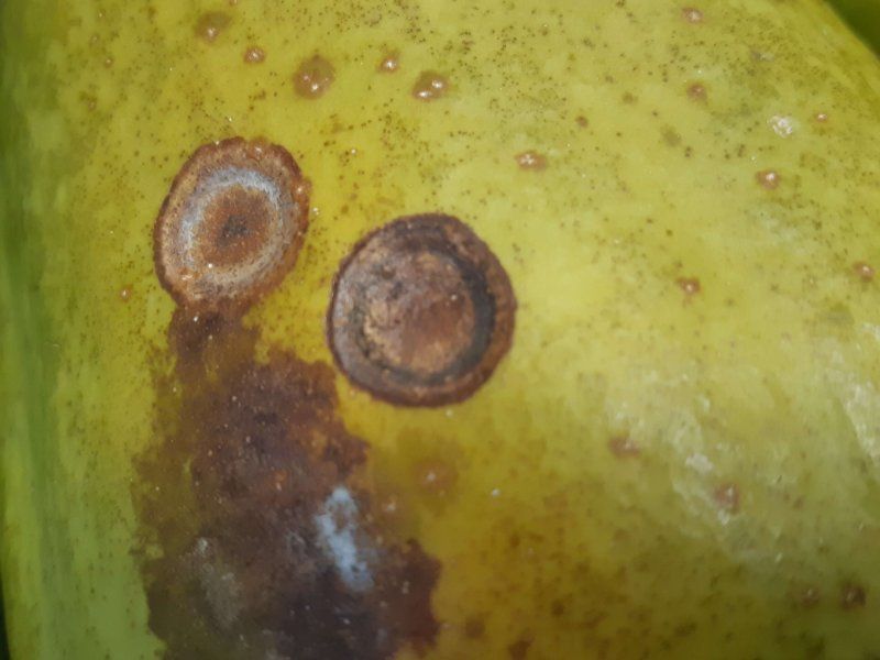 Papaya diseases and disorders