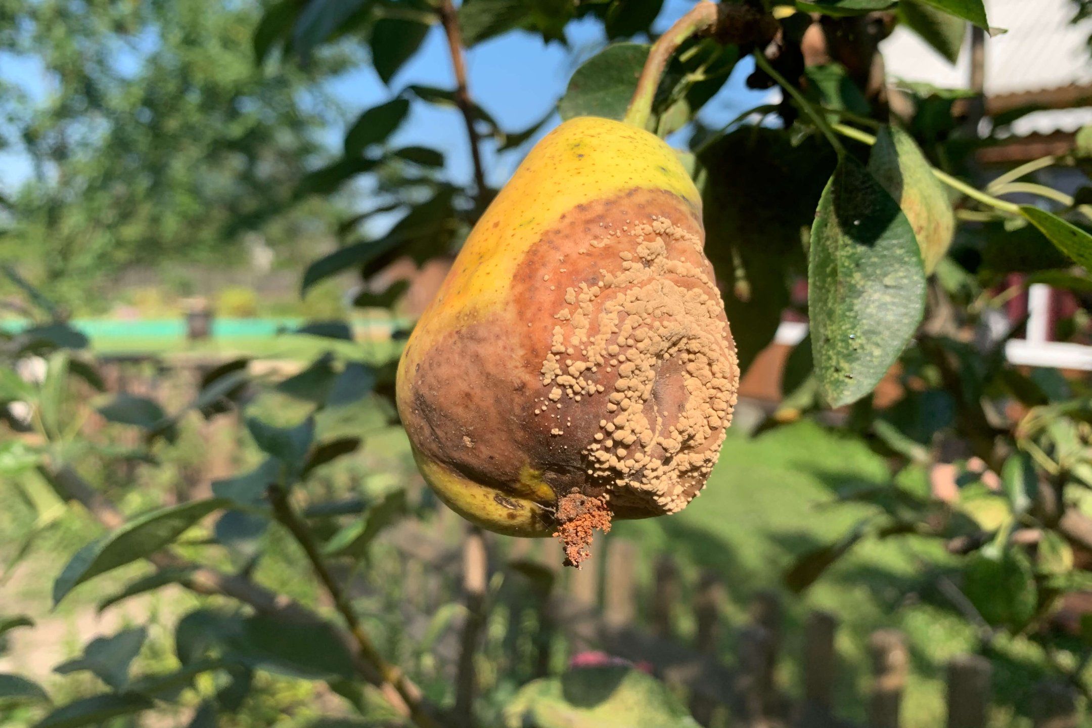 Pear disorders and diseases