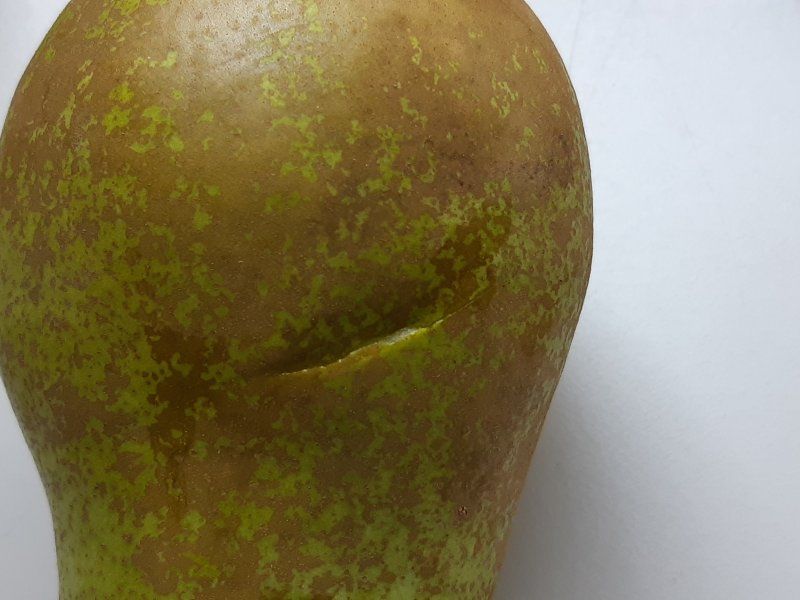 Pear disorders and diseases