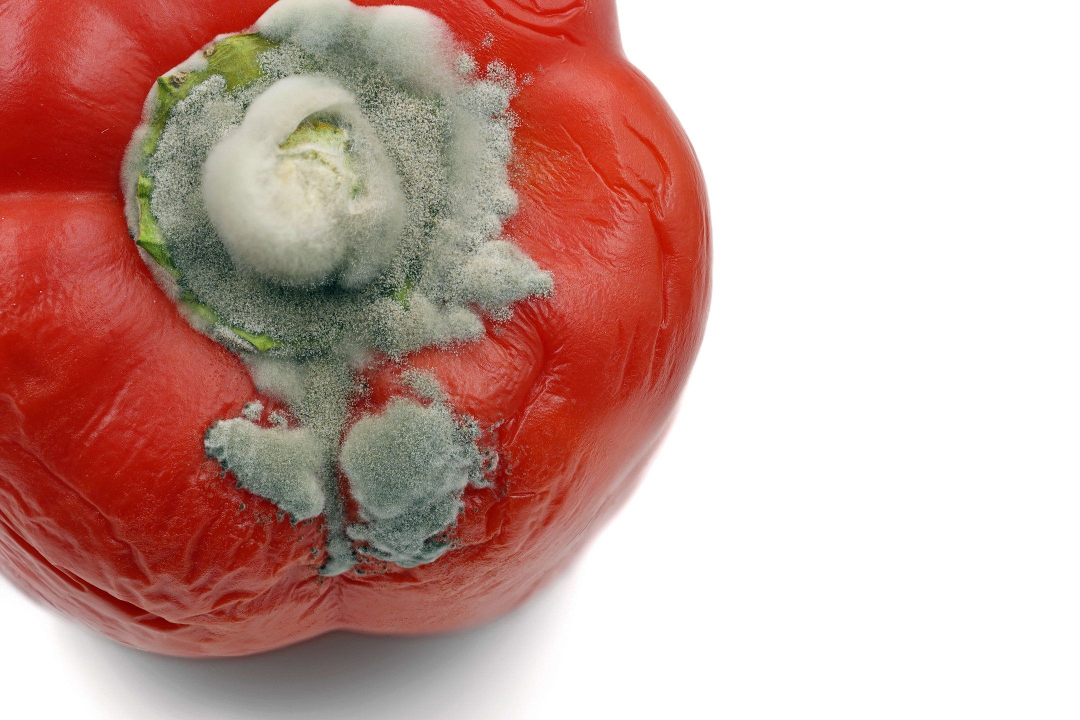 Pepper disorders and diseases