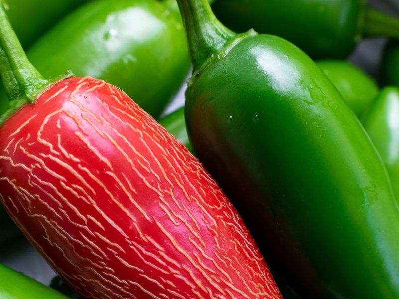 Pepper disorders and diseases