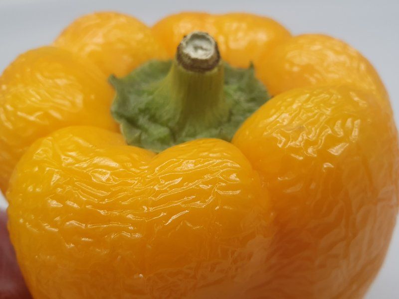 Pepper disorders and diseases