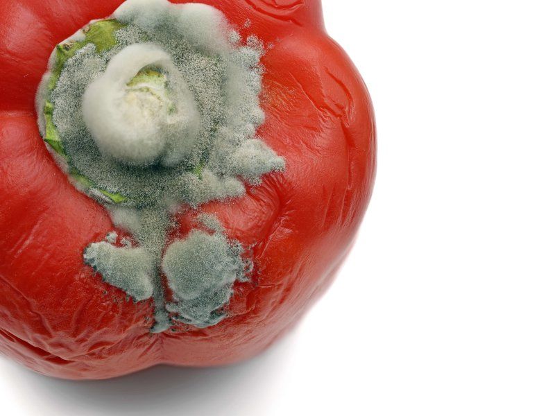 Pepper disorders and diseases