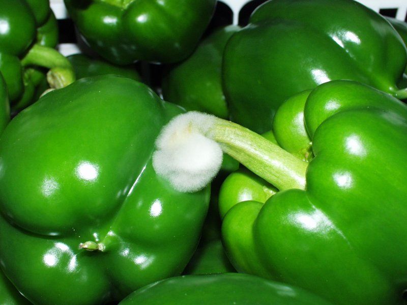 Pepper disorders and diseases
