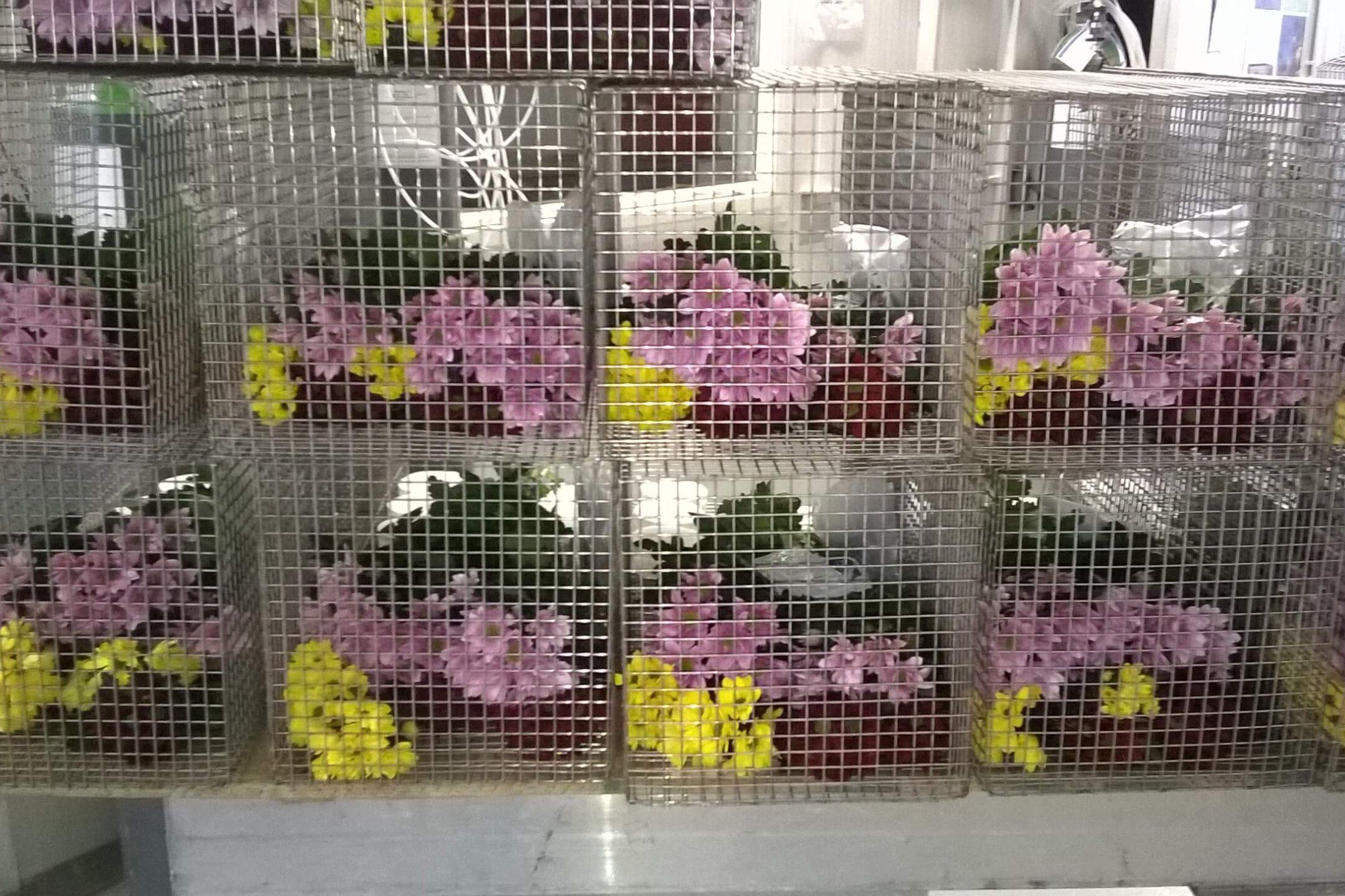 Phytosanitary treatment: CATT