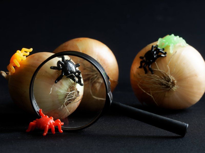 Phytosanitary treatment: CATT