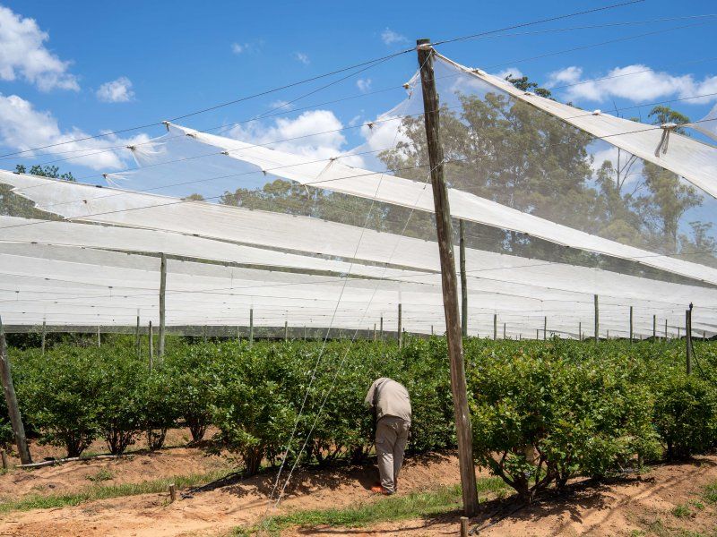 Retail practices for blueberries