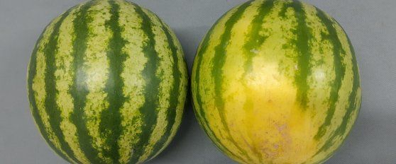 Retail practices for melon