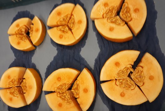 Ripening stage of melons