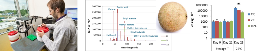 Ripening stage of melons