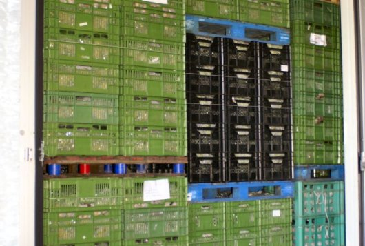 Storage of strawberry plants requires a next step