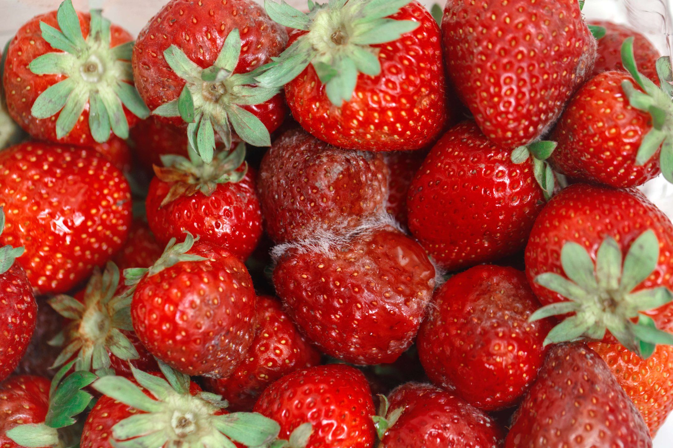 Strawberry disorders and diseases