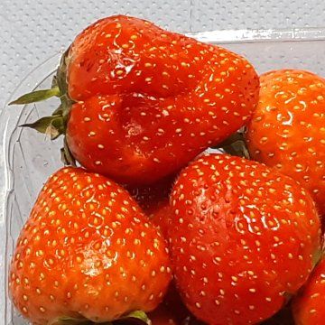 Strawberry disorders and diseases