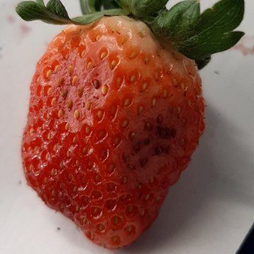 Strawberry disorders and diseases