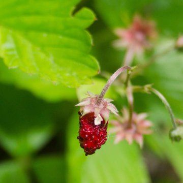 Strawberry disorders and diseases