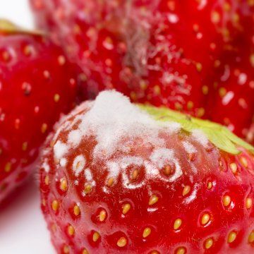 Strawberry disorders and diseases