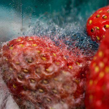 Strawberry disorders and diseases